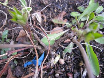 �N���}�`�X