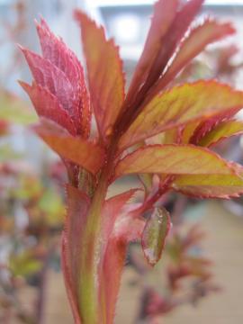 �u���U�[�K�h�t�B�[��