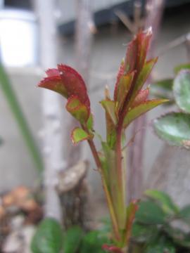 �A�u���n�u�_�[�r�[