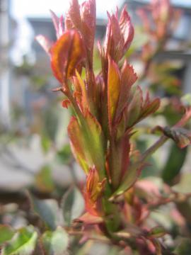 �U�v�����X