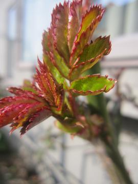 �s�G�[���h�����T�[��