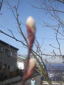 �W�����x���[