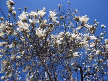 ���N����