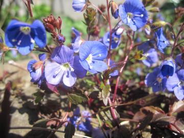 �����Ȑ���