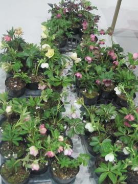 �N���X�}�X���[�Y