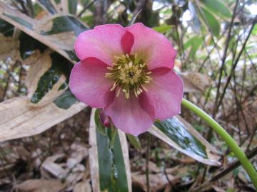 �N���X�}�X���[�Y