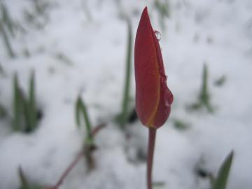 �N���T���T