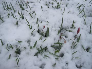 �N���T���T