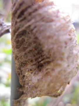 �J�}�L���̑�