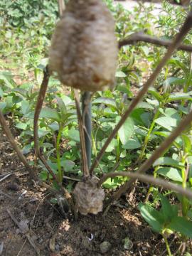 ���܂���̑�