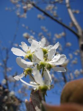 �W�����x���[