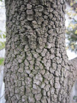 �n�i�~�Y�L