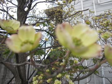 �n�i�~�Y�L