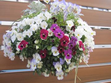 �}�C�e�B�[�E�b�h&���[�X