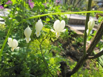 �^�C�c���\�E