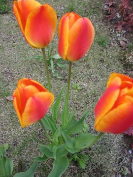 �`���[���b�v