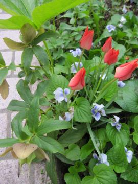 �K�N�̖؂̉�