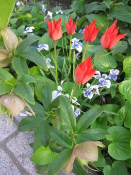 �K�N�̖؂̉�