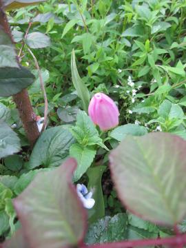 �K�N�̖؂̉�