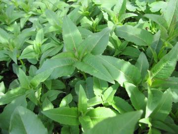 �x���K���b�g