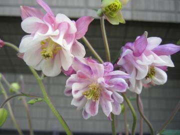 ���m�����܂�