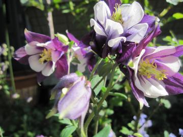 ���m�����܂�