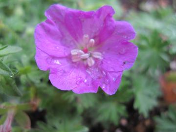 �t�E���\�E