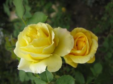 �S�[���h�o�j�[