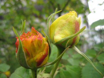 �S�[���h�o�j�[