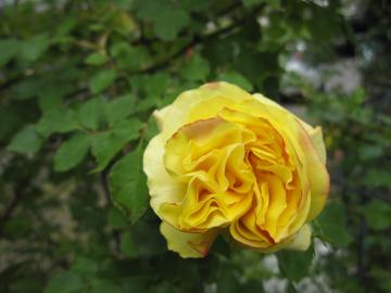 �S�[���h�o�j�[