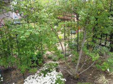 �S�[���h�o�j�[