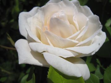 �O���~�X�L���b�X��