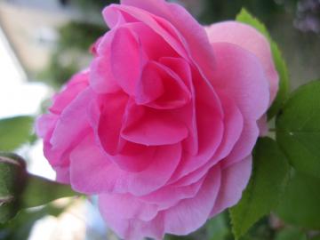 ���C�[�Y�I�[�f�B�G