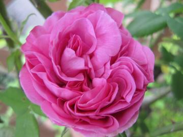 ���C�[�Y�I�f�B�[�G