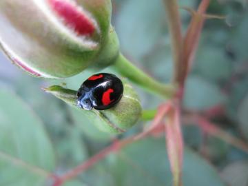 �Ă�Ƃ��ނ�