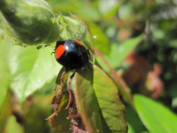 �Ă�Ƃ��ނ�