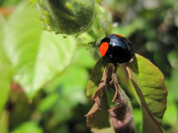 �Ă�Ƃ��ނ�