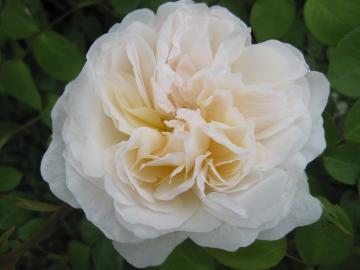 �O���~�X�L���b�X��