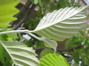 �������Ȃ�