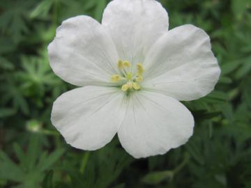 �t�E���\�E