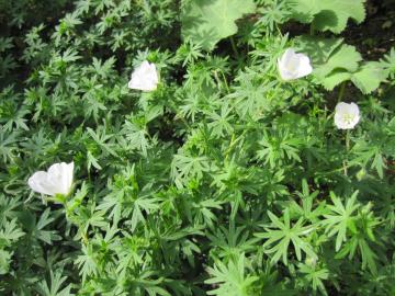 �t�E���\�E