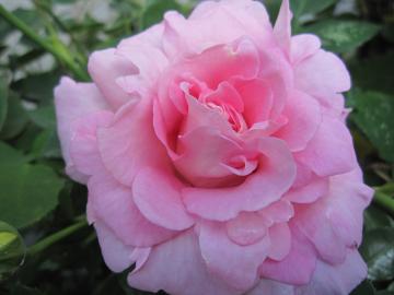 �}���I�l�b�g