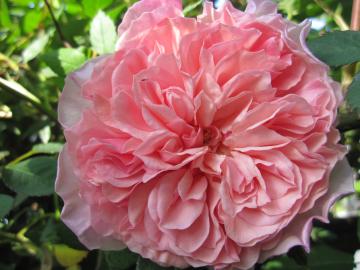 �E�C���A�������X