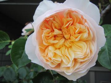 �W�F�[���I�[�X�`��