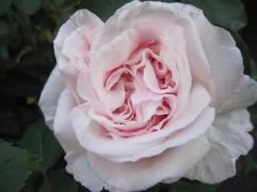 �X�[�t�B���h�}�����]��