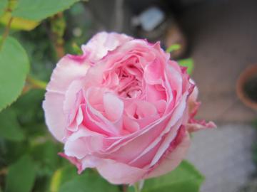 �X�[�t�B���h�}�����]��