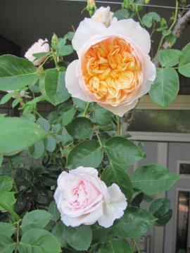 �ӂ����K�N