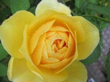 �O���n���g�[�}�X