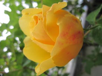 �O���n���g�[�}�X