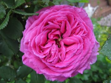 �}�_���C�U�[�N�y���[��